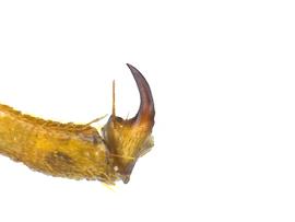   Cimbex  sp. tarsal claw; photo by J. Orr, WSDA 
